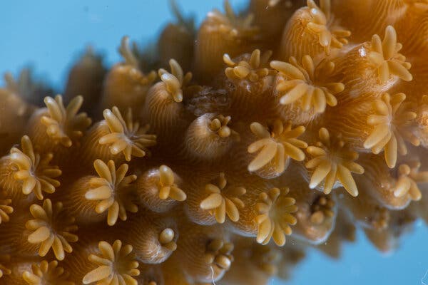 A cluster of tiny, brownish coral polyps. They resemble tiny daisies sitting atop miniature balls. 